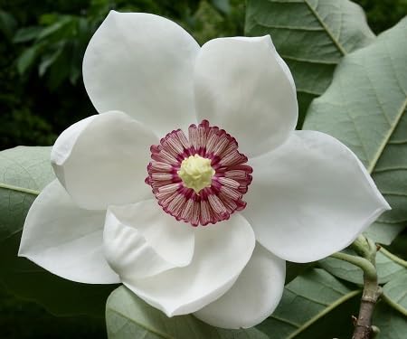 white magnolia flower seeds