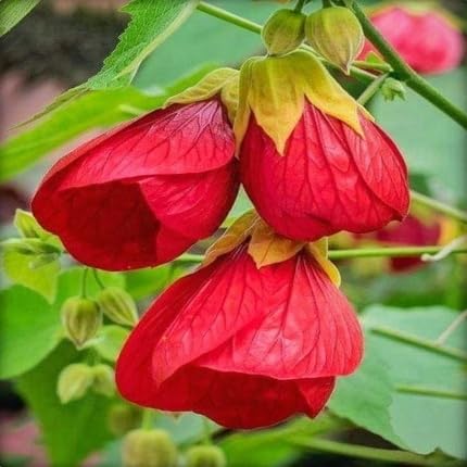 Red Lantern Flower Seeds