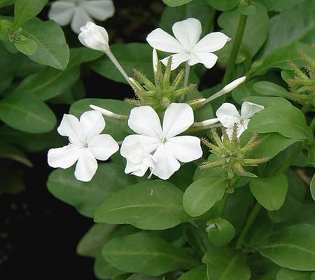 Plumbago Flower Seeds