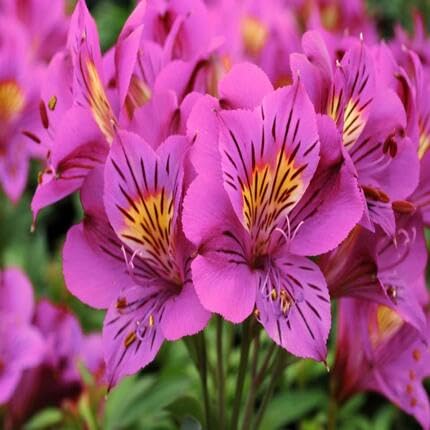 Pink Lily Alstroemeria Flower Seeds