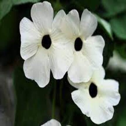 White Thunbergia Flower Seeds