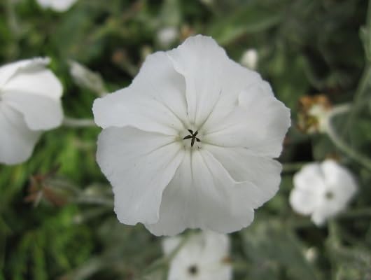 White Lychnis Coronaria Flower Seeds