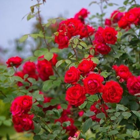 Red Climbing Rose Flower Seeds