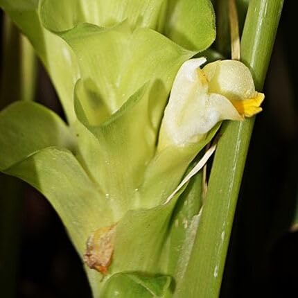 GREEN CURCUMA FLOWER SEEDS