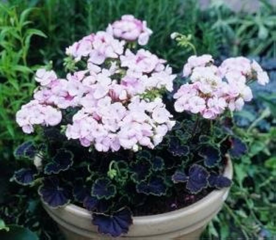 Black Velvet Rose Geranium