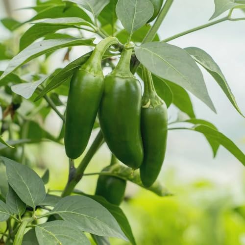 Green Chili Jalapeno vegetable seeds - Heirloom, Organic, Non Gmo Garden Seeds for kitchen garden planting