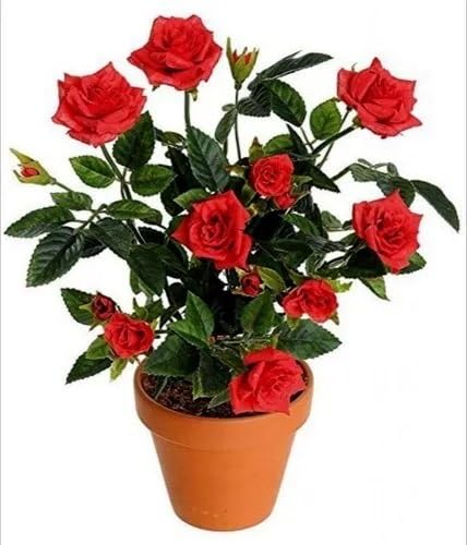 Red Mini Rose Flowers Seeds
