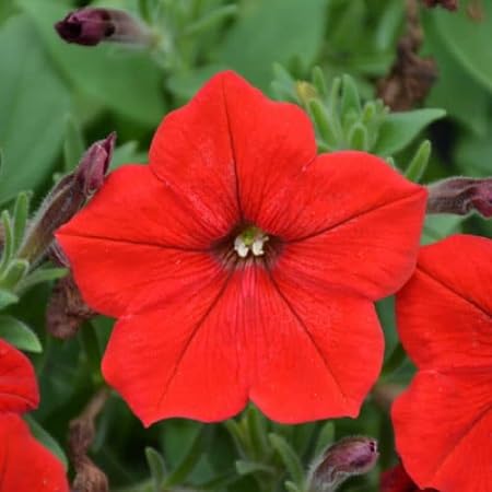 Petunia Flower Seeds