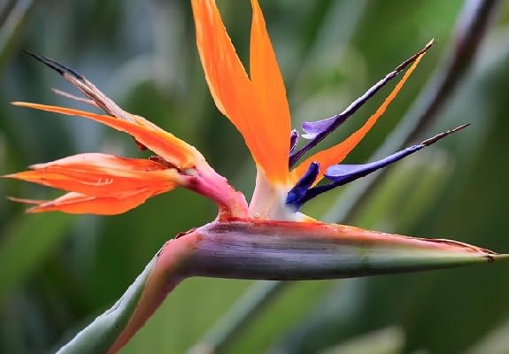 Mixed Strelitzia Flower Seeds
