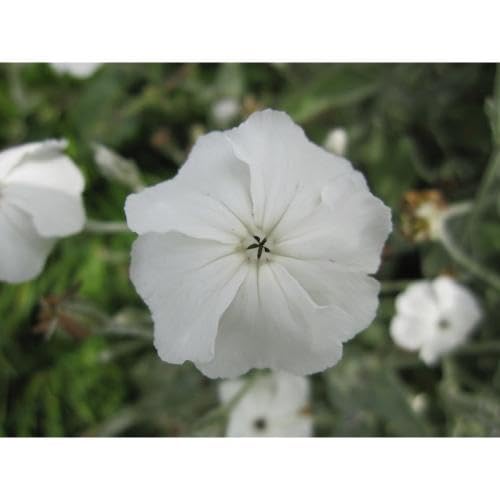 white lychnis flower seeds