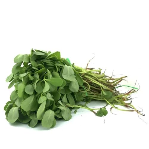 Green Kulfa Saag vegetable seeds - Heirloom, Organic, Non Gmo Garden Seeds for kitchen garden planting