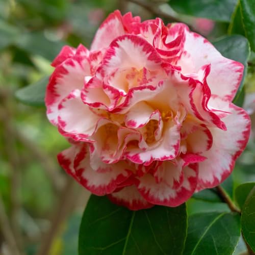 White Camellia Flower Seeds