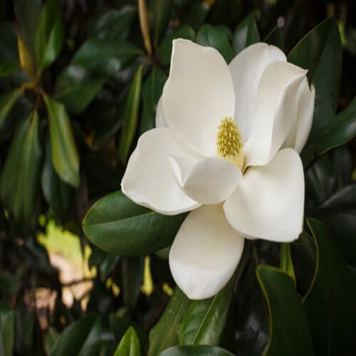 white magnolia flower seeds
