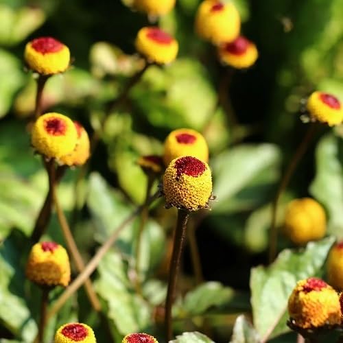 Yellow Acmella oleracea Flower Seeds