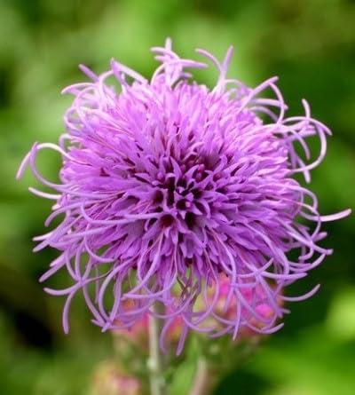 swainsona Formosa Flower Seeds