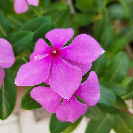 Purple Periwinkle Flower Seeds