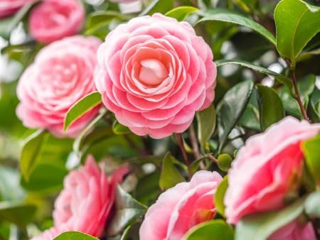Pink Camellia Sinensis Flower Seeds