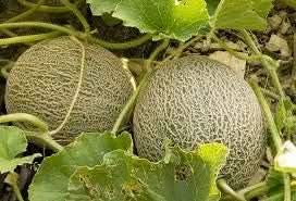 Melon Cantaloupe Fruit Light Yellow Variety For Sweet Summer Fruits For Landscape Fruit Seeds