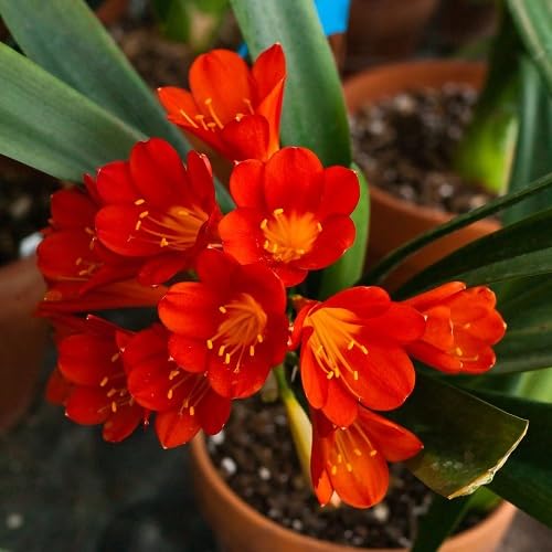 Red Clivia Flower Seeds