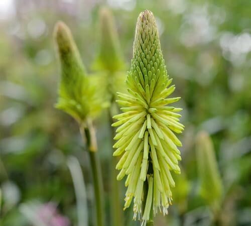 Green Kniphia Flower Seeds