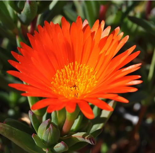orange mesembryanthemum flower seeds