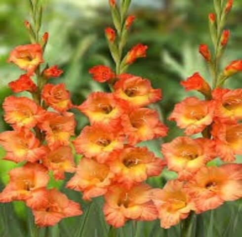 Orange Gladiolus Flower Seeds