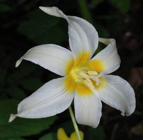 White Erythronium Oregonum Flower Seeds