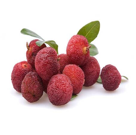 Red Bayberry Fruit fruit seeds for organic garden planting