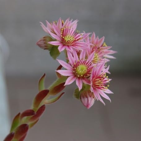 Pink Sempervivum Flower Seeds