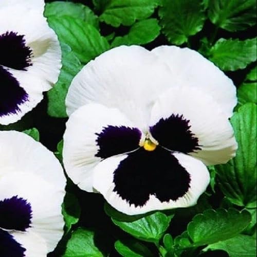 White Black Pansy Flower Seeds