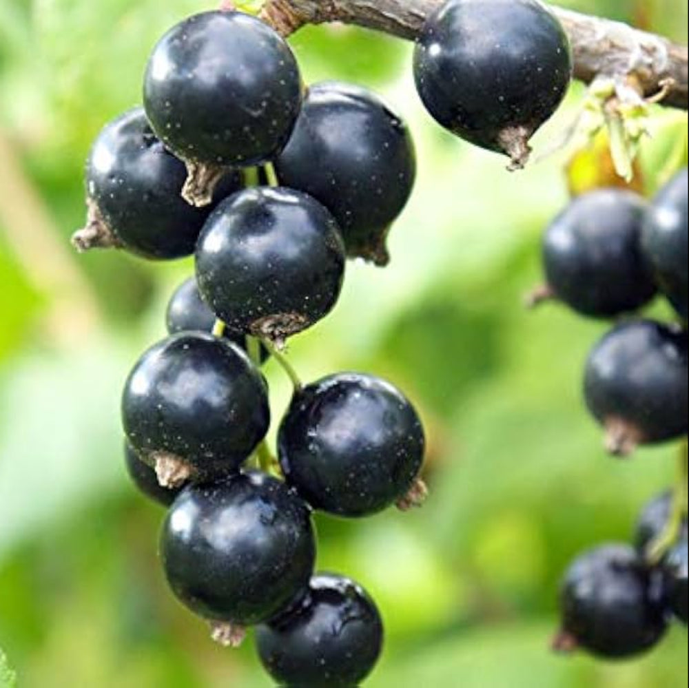 johannisbeere fruit for planting tangy lovers heirloom and gmo free home garden Fruit seeds