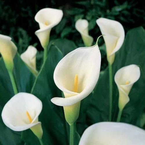 White Zantedeschia aethiopica Flower Seeds