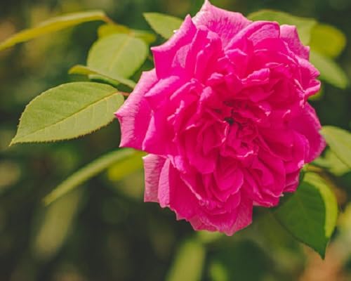 Rose Flower Seeds