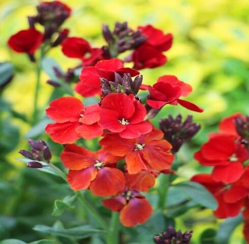 Red Cheiranthus Flower Seeds