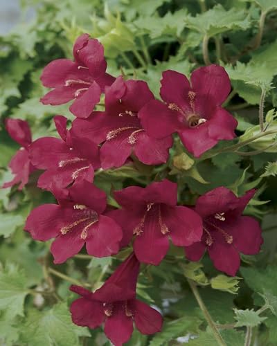 lophospermum Flower Seeds