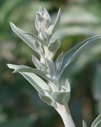 White Sage Plant Seeds herb seeds - sustainable gardening, high germination garden seeds