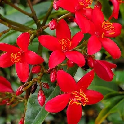 Peregrina Flower Seeds