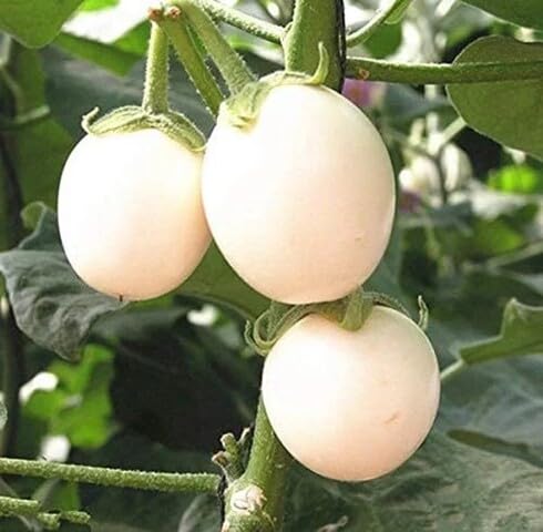 White Brinjal vegetable seeds - Heirloom, Organic, Non Gmo Garden Seeds for kitchen garden planting