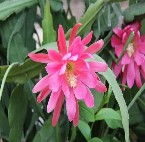 Pink Discocactus Epiphyllum Flower Seeds