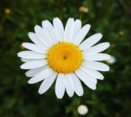White Daisy Flower Seeds