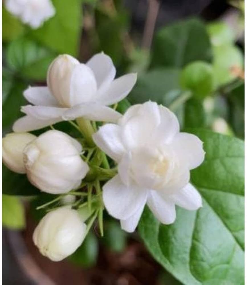 Jasmine Indoor Plants And Perennial Flower Garden Per Bag Flower Seeds