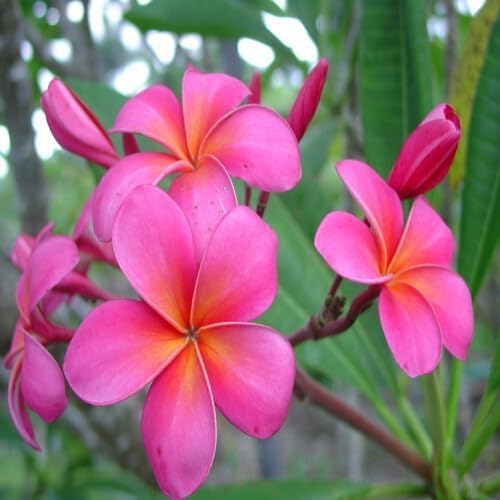 Pink Plumeria Flower Seeds
