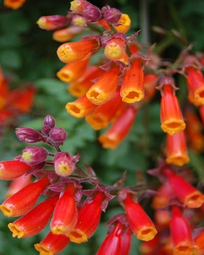 red eccremocarpus flower seeds