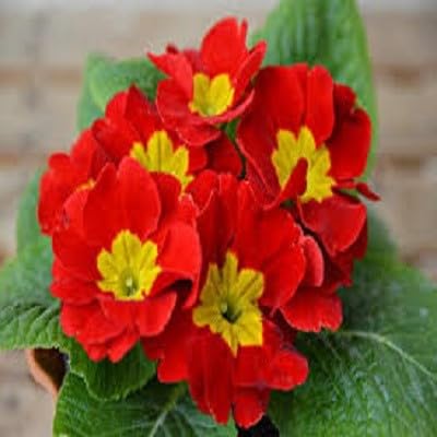 Red Polyanthus Flower Seeds
