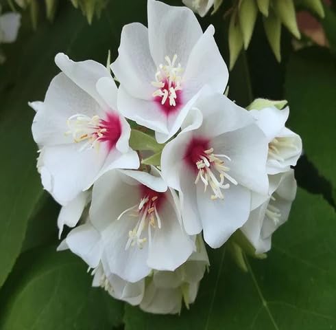White Burgassiae Flower Seeds