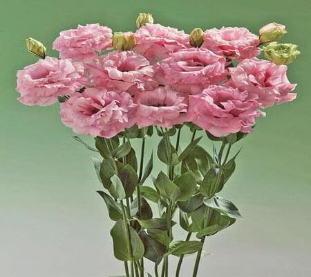 Perennial Eustoma Flower Seeds