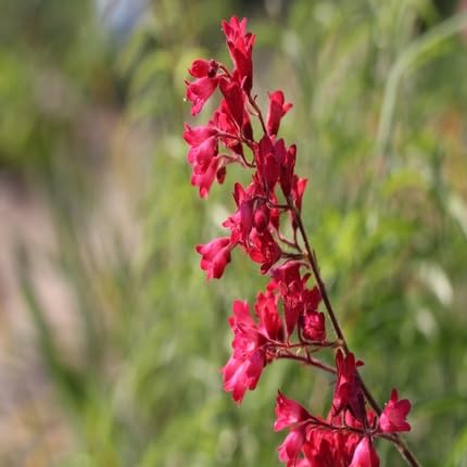 heuchera Flower Seeds