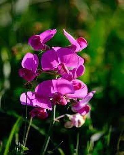 Pink Sweet Pea Flower Seeds