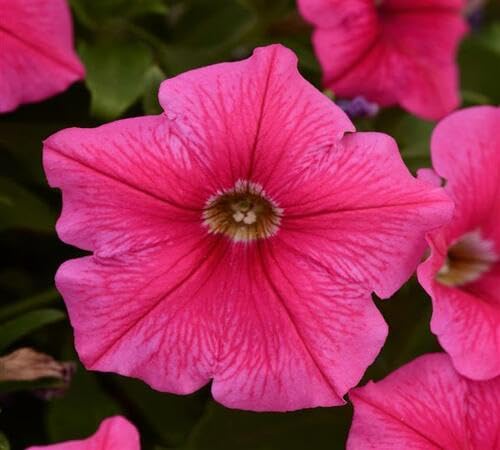 Pink Trailing Petunia Flower Seeds