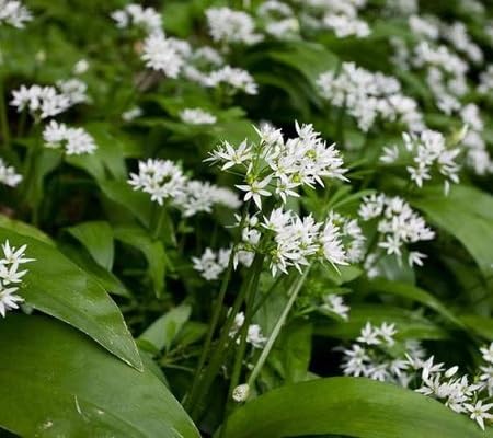 white camassia flower seeds